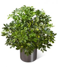 The Schefflera Arboricola