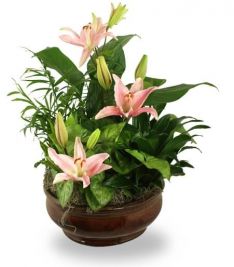 Radiant Foliage Planter